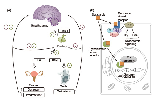 Review on Sex Hormones-2