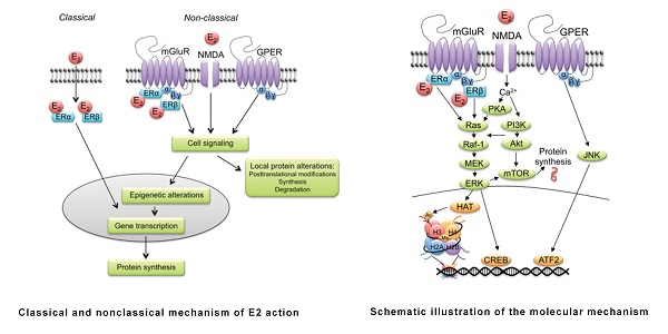 Review on Estradiol-2