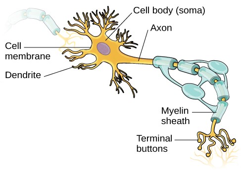 Review on Neuroscience and Top 10 News in 2017-3