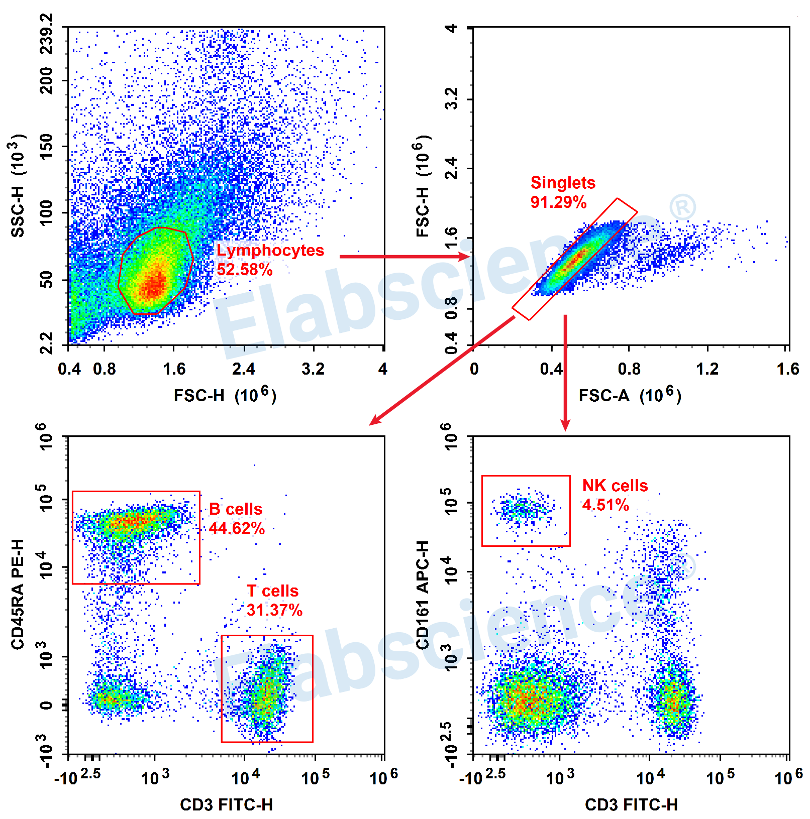 Detection of T/B/NK (3-color) in Rat Spleen-1