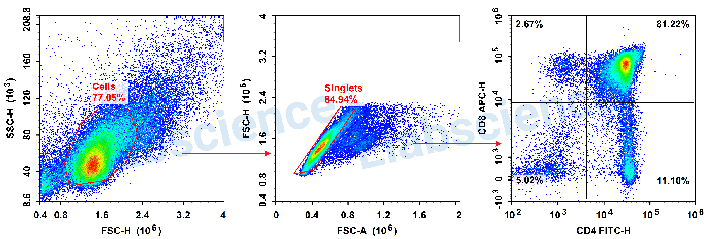 Detection of T Cells (2-color) in Mouse Thymus-1