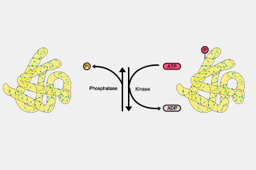 Protein Phosphorylation: An Important Landmark Event for Biological Processes