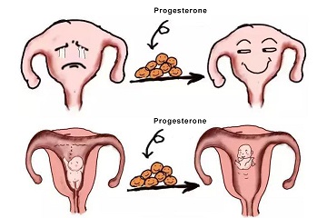 Review on Progesterone