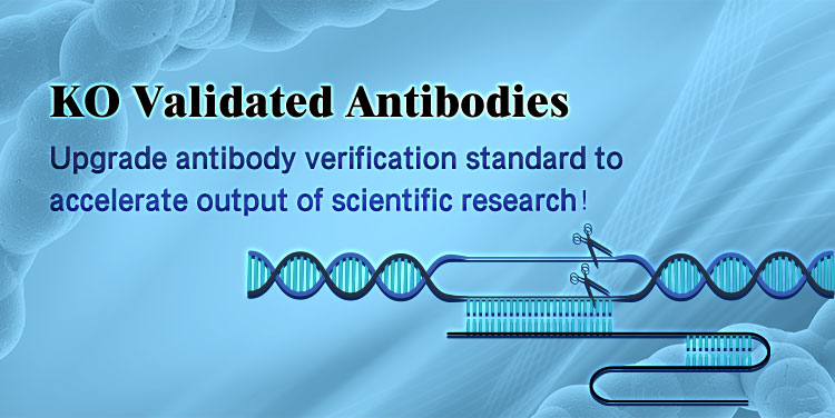 KO Validated Antibodies
