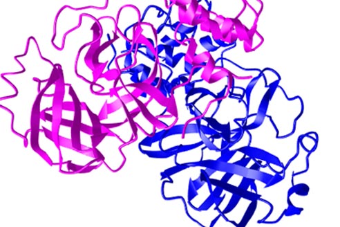 3c-like Proteinase