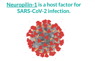 New infection co-factor of SARS-CoV-2: NRP1