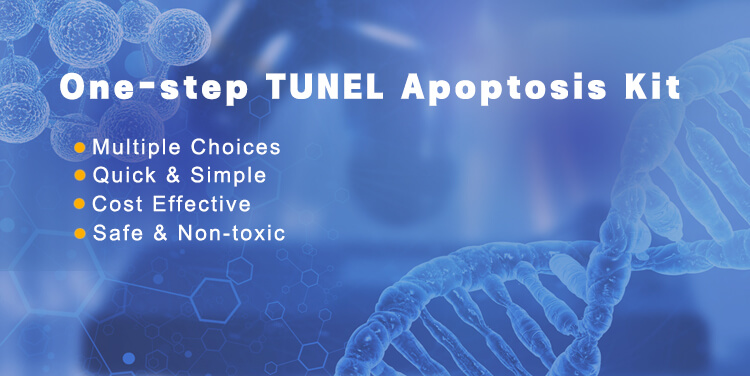 TUNEL Assay Kit