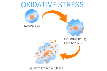The Application of Oxidative Stress Evaluation in Diseases Researches