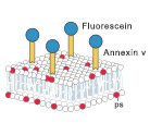 Annexin V Apoptosis Detection Kits