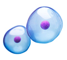 Cell Proliferation and Toxicity Detection kits