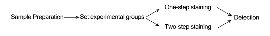 Annexin V Apoptosis Detection Kit Operation Guide-1