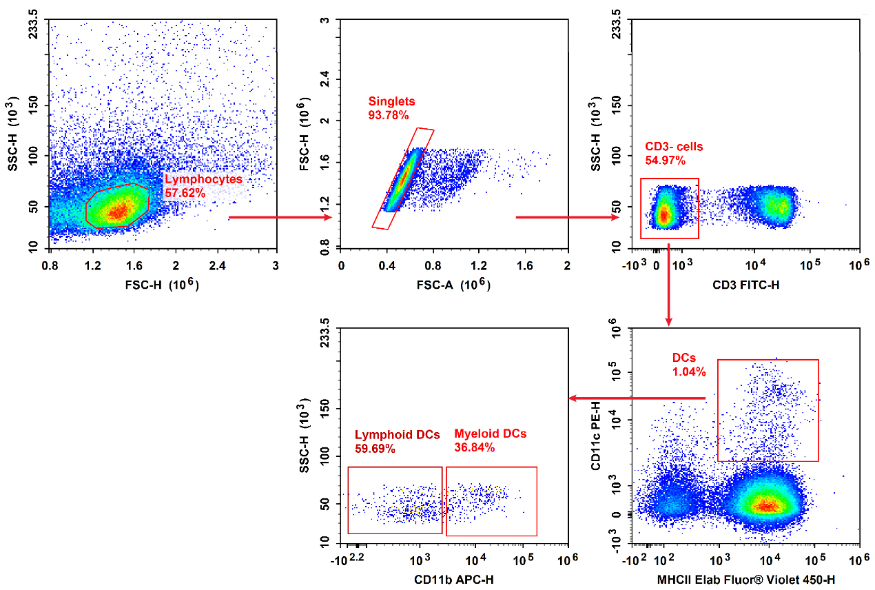 Detection of Dendritic Cell (4-Color) in Mouse Spleen-1