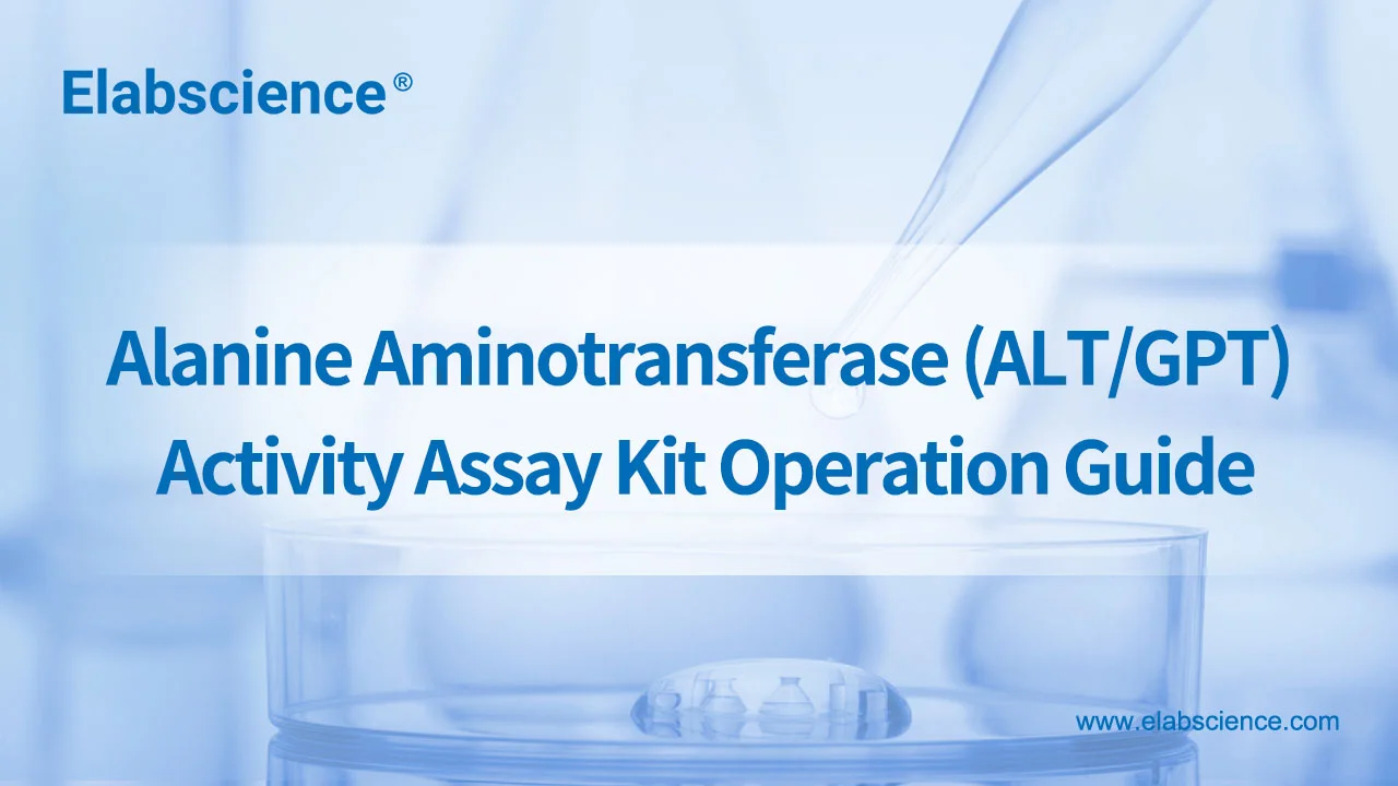 Alanine Aminotransferase (ALT/GPT) Activity Assay Kit Operation Guide
