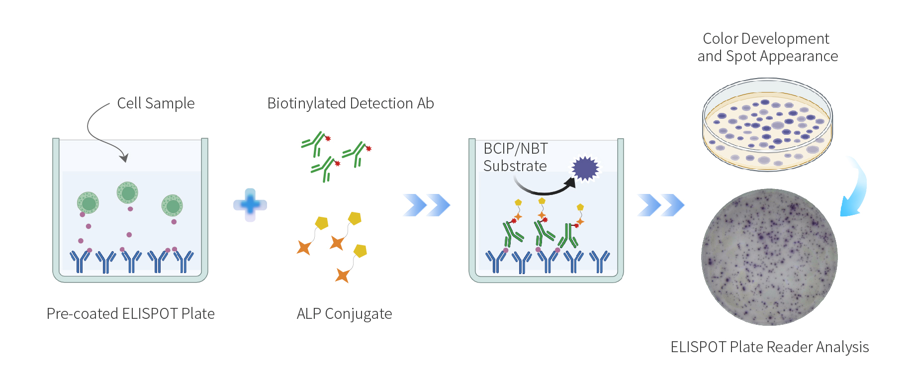 ELISpot Assay Principle
