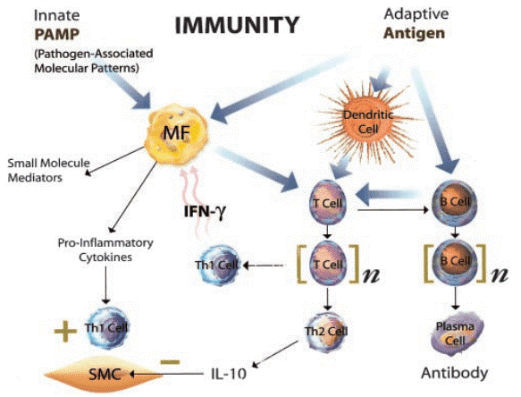 Adaptive and innate immunity interplay during atherogenesis.