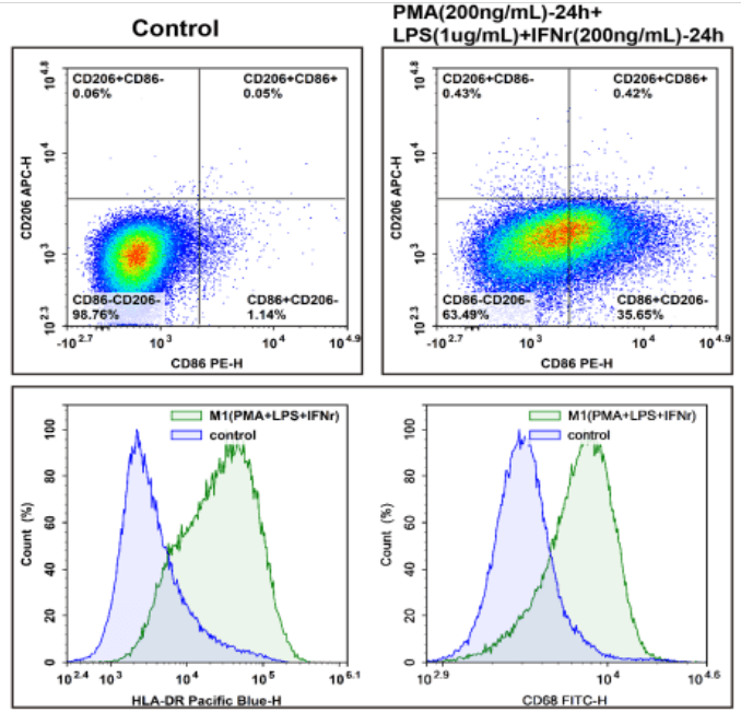 M1 polarization in THP-1-derived macrophages.