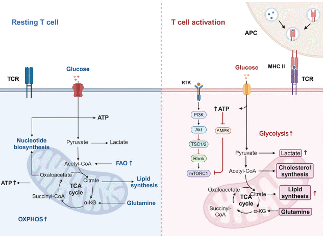 T cell metabolic shift from OXPHOS to glycolysis during activation.