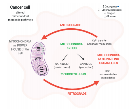 Central role of mitochondria in regulating cellular metabolism.