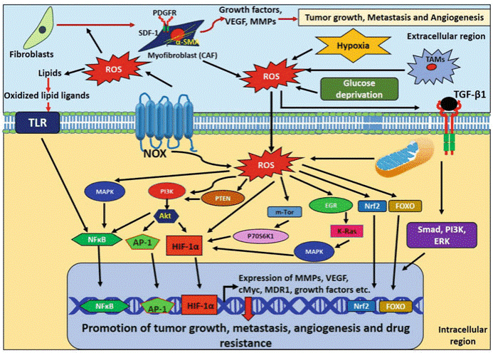 ROS signaling in breast cancer promoting tumor growth, metastasis, angiogenesis, and drug resistance.