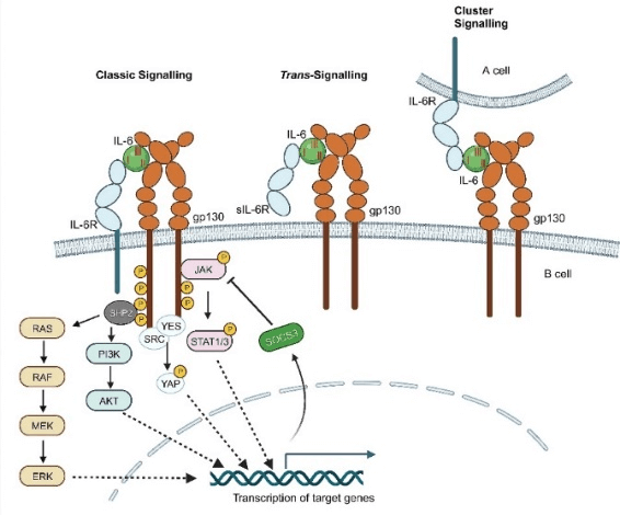 IL-6 classical, trans-, and cluster signaling pathways.