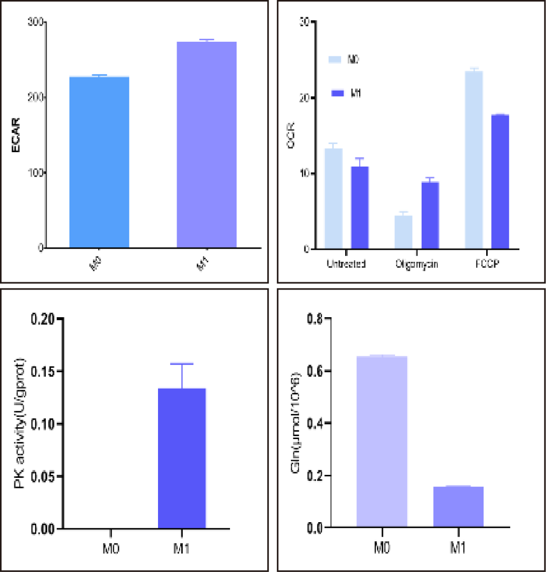 OCR and ECAR analysis in M1-polarized macrophages.