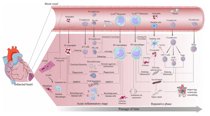 Immune cascade and inflammatory response after myocardial infarction.