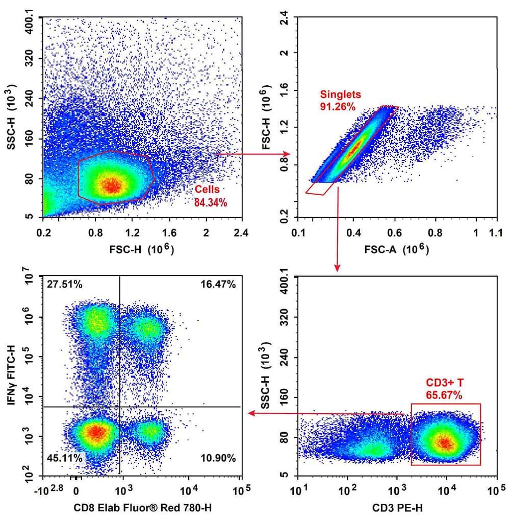 Flow cytometry of human PBMCs showing Tc1 (CD3+CD8+IFN-γ+) and Tc2 (CD3+CD8+IFN-γ-) cells.