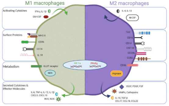M1-like and M2-like tumor-associated macrophage phenotypes in breast cancer.