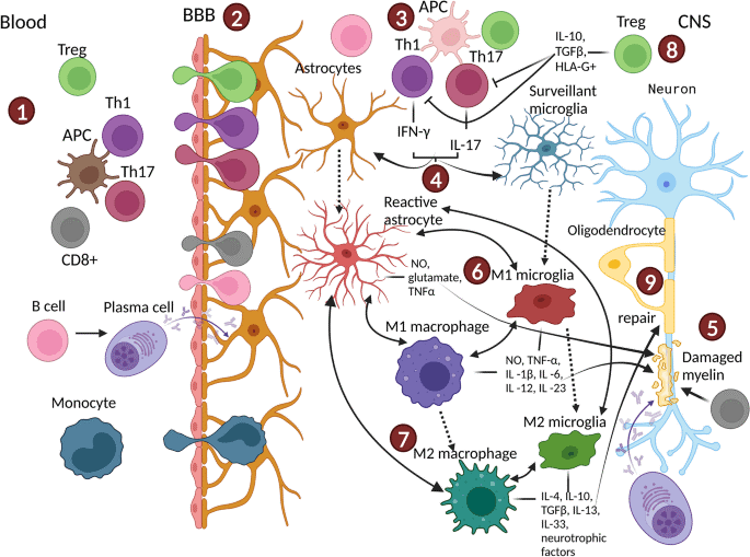 Central immune cells in the brain.