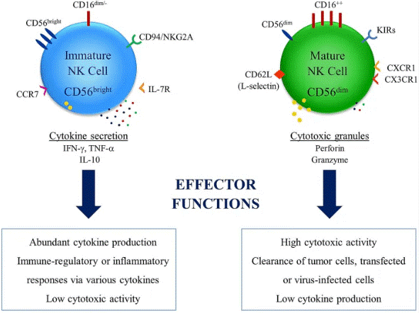 NK cell subsets and effector functions based on CD56 expression.
