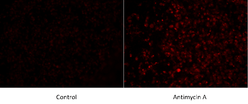 Mitochondrial ROS assay detecting superoxide production after Antimycin A treatment.