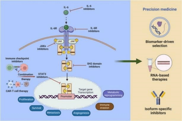 IL-6/JAK/STAT3 signaling pathway in tumor progression.