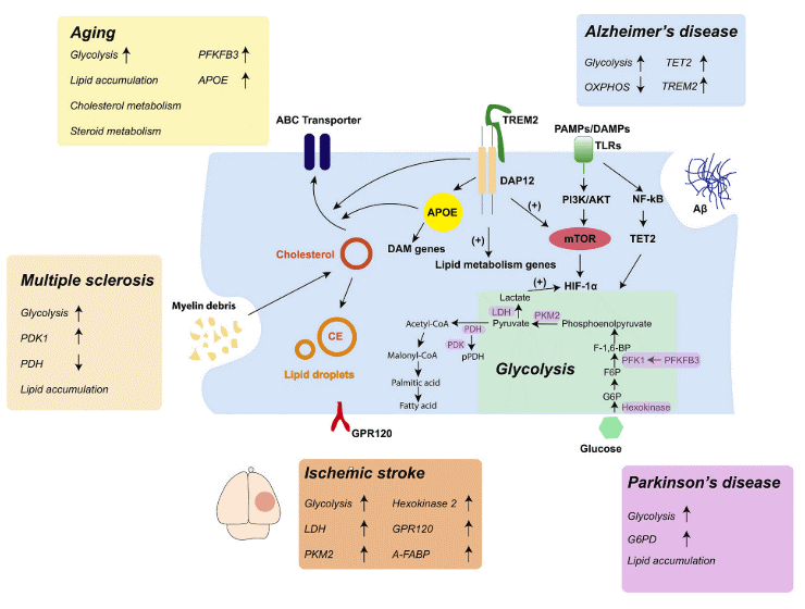 Microglia metabolic reprogramming in CNS diseases.