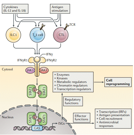 IFN-&gamma; signaling pathway and immune regulation.