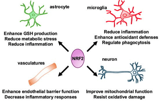 Nrf2 effects on microglia and astrocyte structures.