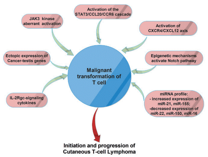 Molecular mechanisms of T-cell malignancy in CTCL.