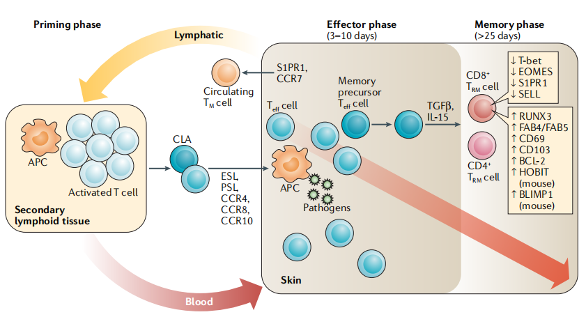 Generation and maintenance of cutaneous TRM cells.