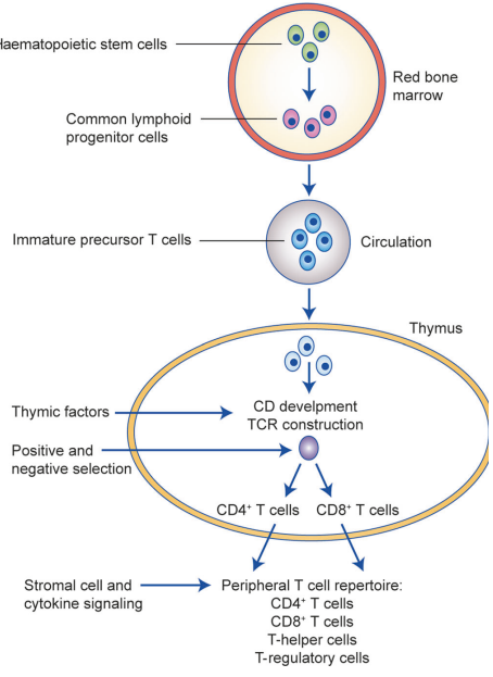 T-cell differentiation stages.