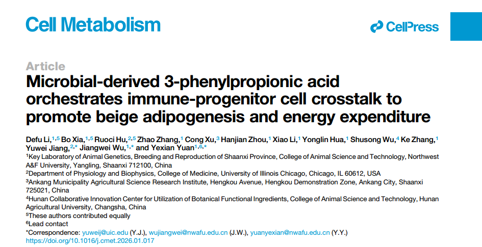 Cell Metabolism|How does cold stimulation “ignite” beige fat and enhance energy expenditure through the gut microbial metabolite 3-PPA?-1