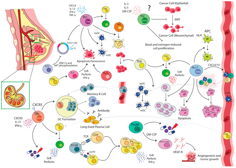 T-cell subsets performing anti-tumor functions in breast cancer.