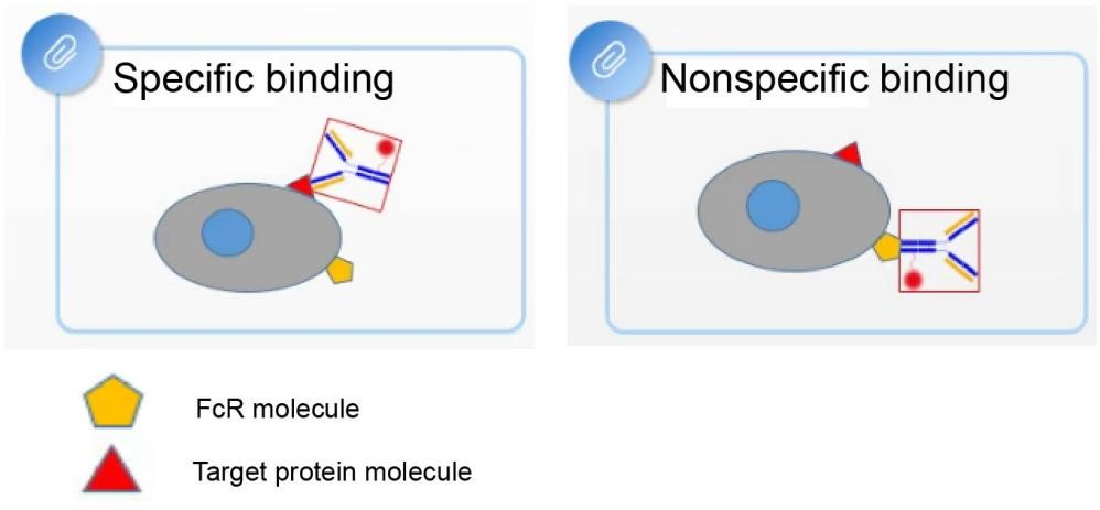 Antigen-specific and non-specific antibody binding.