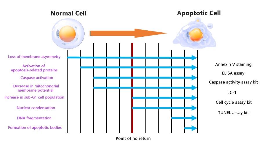 Apoptosis progression diagram.