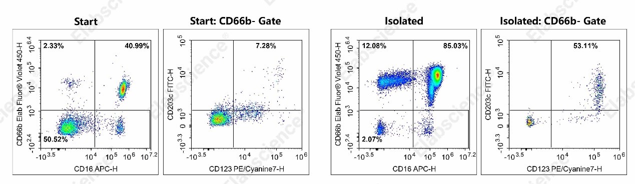 Human total granulocyte purity before and after isolation from peripheral blood.