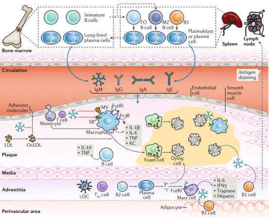 B cell effector mechanisms in atherosclerotic plaques.