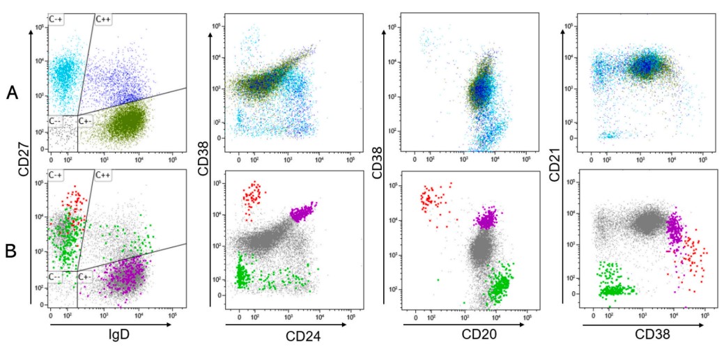 B cell subset analysis using 7-color flow cytometry antibody panel.