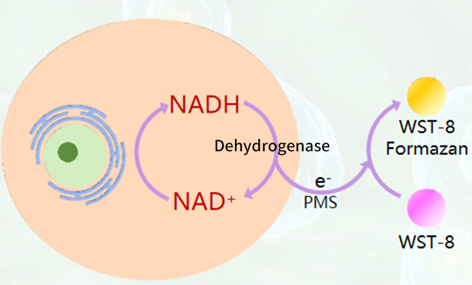 CCK-8 assay principle showing WST-8 reduction and formazan formation measured at 450 nm.