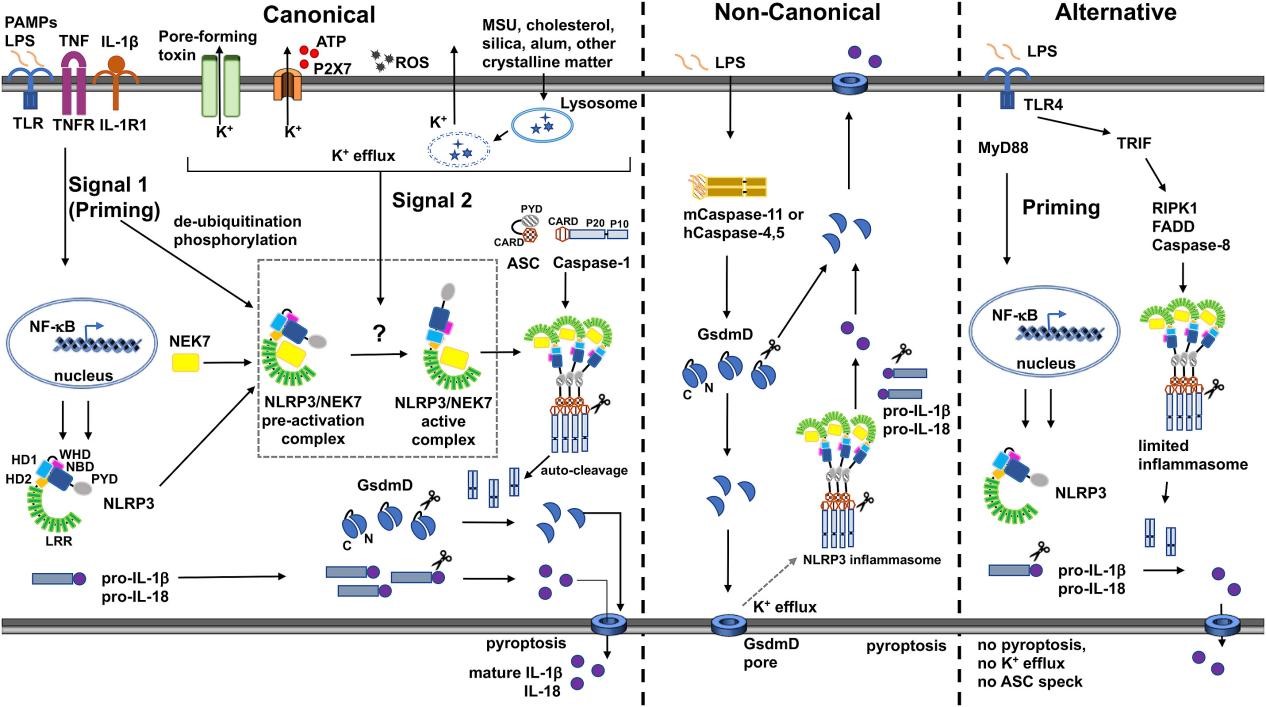 Canonical and non-canonical NLRP3 inflammasome signaling via caspase-1 and caspase-11.