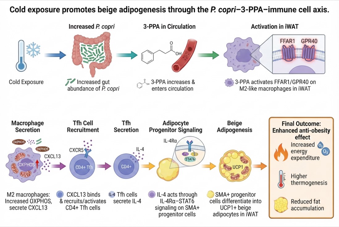 Cold exposure promotes beige adipogenesis via the P. copri–3-PPA axis.