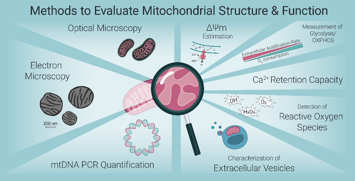 Fluorescence-based methods for assessing mitochondrial structure and function.