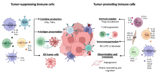 TNBC tumor microenvironment immune mechanisms.